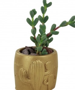Mini Çiçek Saksı Küçük Sukulent Altın Kaktüs Saksısı Kaktüs Desenli Saksı Model